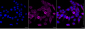 KD-Validated Anti-DSTN Mouse Monoclonal Antibody