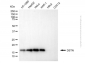 KD-Validated Anti-DSTN Mouse Monoclonal Antibody