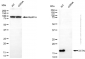 KD-Validated Anti-DSTN Mouse Monoclonal Antibody
