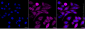 KD-Validated Anti-DSTN Mouse Monoclonal Antibody