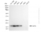 KD-Validated Anti-DSTN Mouse Monoclonal Antibody