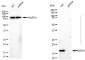 KD-Validated Anti-DSTN Mouse Monoclonal Antibody