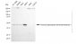 KD-Validated Anti-FDFT1 Mouse Monoclonal Antibody