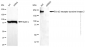 KD-Validated Anti-ERBB2 Mouse Monoclonal Antibody