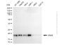 KD-Validated Anti-HRAS Mouse Monoclonal Antibody