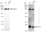 KD-Validated Anti-HRAS Mouse Monoclonal Antibody