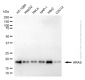 KD-Validated Anti-HRAS Mouse Monoclonal Antibody