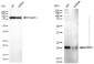 KD-Validated Anti-HRAS Mouse Monoclonal Antibody