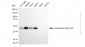 KD-Validated Anti-Cell Division Cycle 123 Mouse Monoclonal Antibody