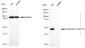 KD-Validated Anti-Cell Division Cycle 123 Mouse Monoclonal Antibody