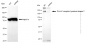 KD-Validated Anti-ERBB2 Mouse Monoclonal Antibody