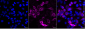 KD-Validated Anti-Epidermal Growth Factor Receptor Mouse Monoclonal Antibody