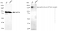 KD-Validated Anti-Epidermal Growth Factor Receptor Mouse Monoclonal Antibody