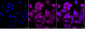 KD-Validated Anti-NFKBIA Mouse Monoclonal Antibody