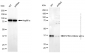 KD-Validated Anti-NFKBIA Mouse Monoclonal Antibody