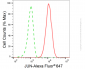 KD-Validated Anti-JUN Mouse Monoclonal Antibody