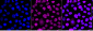 KD-Validated Anti-JUN Mouse Monoclonal Antibody