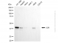 KD-Validated Anti-JUN Mouse Monoclonal Antibody