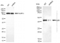KD-Validated Anti-JUN Mouse Monoclonal Antibody