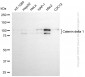 KD-Validated Anti-Catenin Delta 1 Mouse Monoclonal Antibody