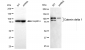 KD-Validated Anti-Catenin Delta 1 Mouse Monoclonal Antibody