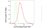 KD-Validated Anti-Glutaminase Rabbit Monoclonal Antibody