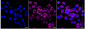 KD-Validated Anti-Glutaminase Rabbit Monoclonal Antibody