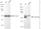 KD-Validated Anti-Glutaminase Rabbit Monoclonal Antibody
