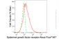 KD-Validated Anti-Epidermal Growth Factor Receptor Mouse Monoclonal Antibody