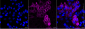 KD-Validated Anti-Epidermal Growth Factor Receptor Mouse Monoclonal Antibody