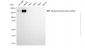 KD-Validated Anti-Epidermal Growth Factor Receptor Mouse Monoclonal Antibody