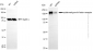 KD-Validated Anti-Epidermal Growth Factor Receptor Mouse Monoclonal Antibody