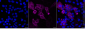 KD-Validated Anti-Epidermal Growth Factor Receptor Mouse Monoclonal Antibody