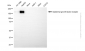 KD-Validated Anti-Epidermal Growth Factor Receptor Mouse Monoclonal Antibody