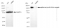 KD-Validated Anti-Epidermal Growth Factor Receptor Mouse Monoclonal Antibody