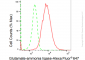 KD-Validated Anti-Glutamate-ammonia ligase Rabbit Monoclonal Antibody