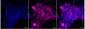 KD-Validated Anti-Glutamate-ammonia ligase Rabbit Monoclonal Antibody