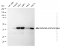 KD-Validated Anti-Glutamate-ammonia ligase Rabbit Monoclonal Antibody
