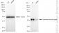 KD-Validated Anti-Glutamate-ammonia ligase Rabbit Monoclonal Antibody
