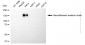 KD-Validated Anti-NEFM Mouse Monoclonal Antibody