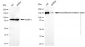 KD-Validated Anti-NEFM Mouse Monoclonal Antibody