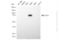 KD-Validated Anti-ALPL Mouse Monoclonal Antibody