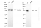 KD-Validated Anti-ALPL Mouse Monoclonal Antibody