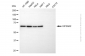 KD-Validated Anti-eIF-2A protein kinase 2 Mouse Monoclonal Antibody