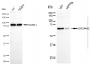 KD-Validated Anti-eIF-2A protein kinase 2 Mouse Monoclonal Antibody