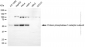 KD-Validated Anti-PPP5C Mouse Monoclonal Antibody