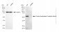 KD-Validated Anti-PPP5C Mouse Monoclonal Antibody