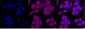 KD-Validated Anti-AKR1A1 Mouse Monoclonal Antibody