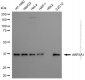 KD-Validated Anti-AKR1A1 Mouse Monoclonal Antibody
