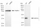 KD-Validated Anti-AKR1A1 Mouse Monoclonal Antibody